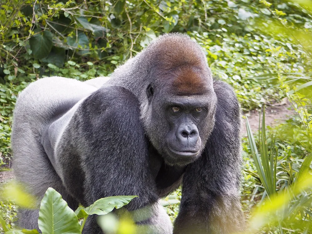 A gorilla among greenery on Gorilla Falls Exploration Trail at Disney’s Animal Kingdom