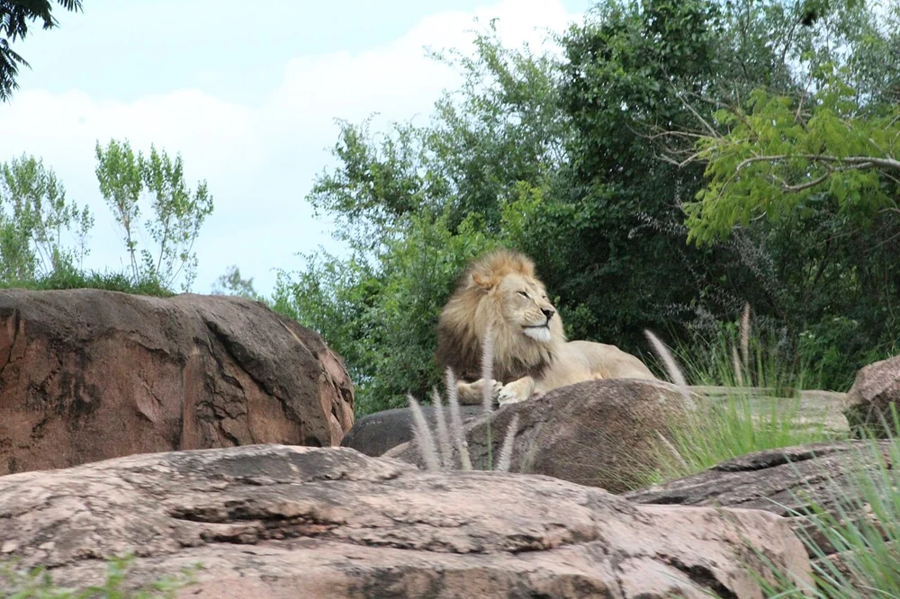 A lion resting on a rock on Kilimanjaro Safaris at Disney’s Animal Kingdom