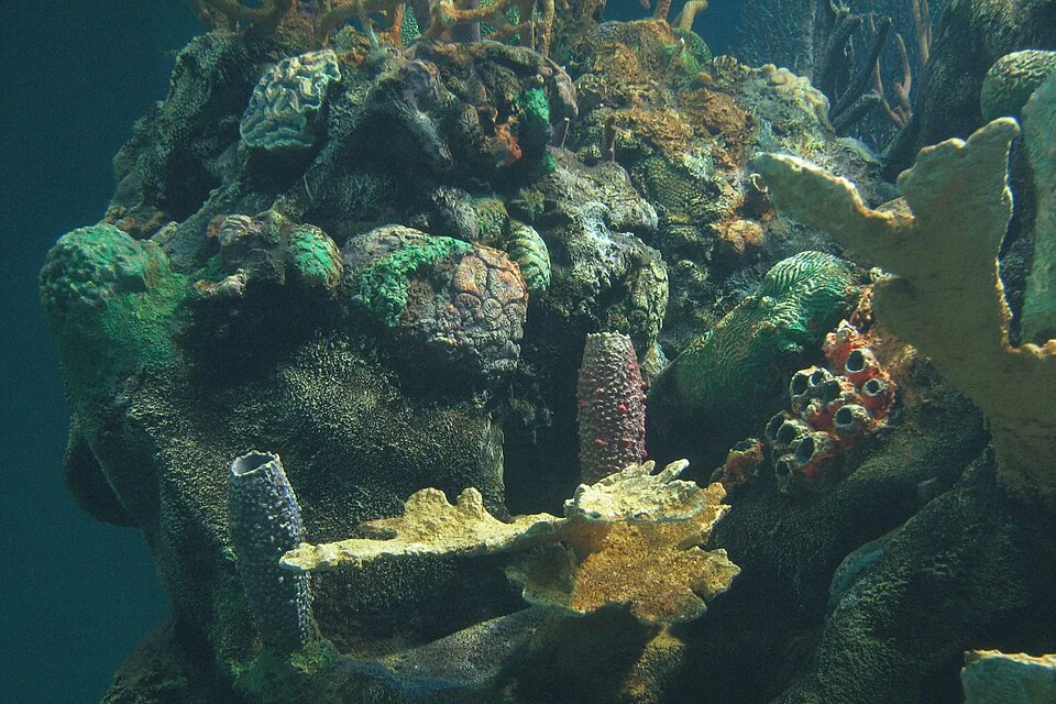 Coral reef display inside The Seas aquarium at EPCOT
